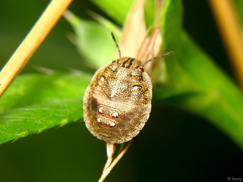 Eurygaster testudinaria (Geoffroy, 1785)